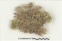 藏品(毛梳苔)的圖片